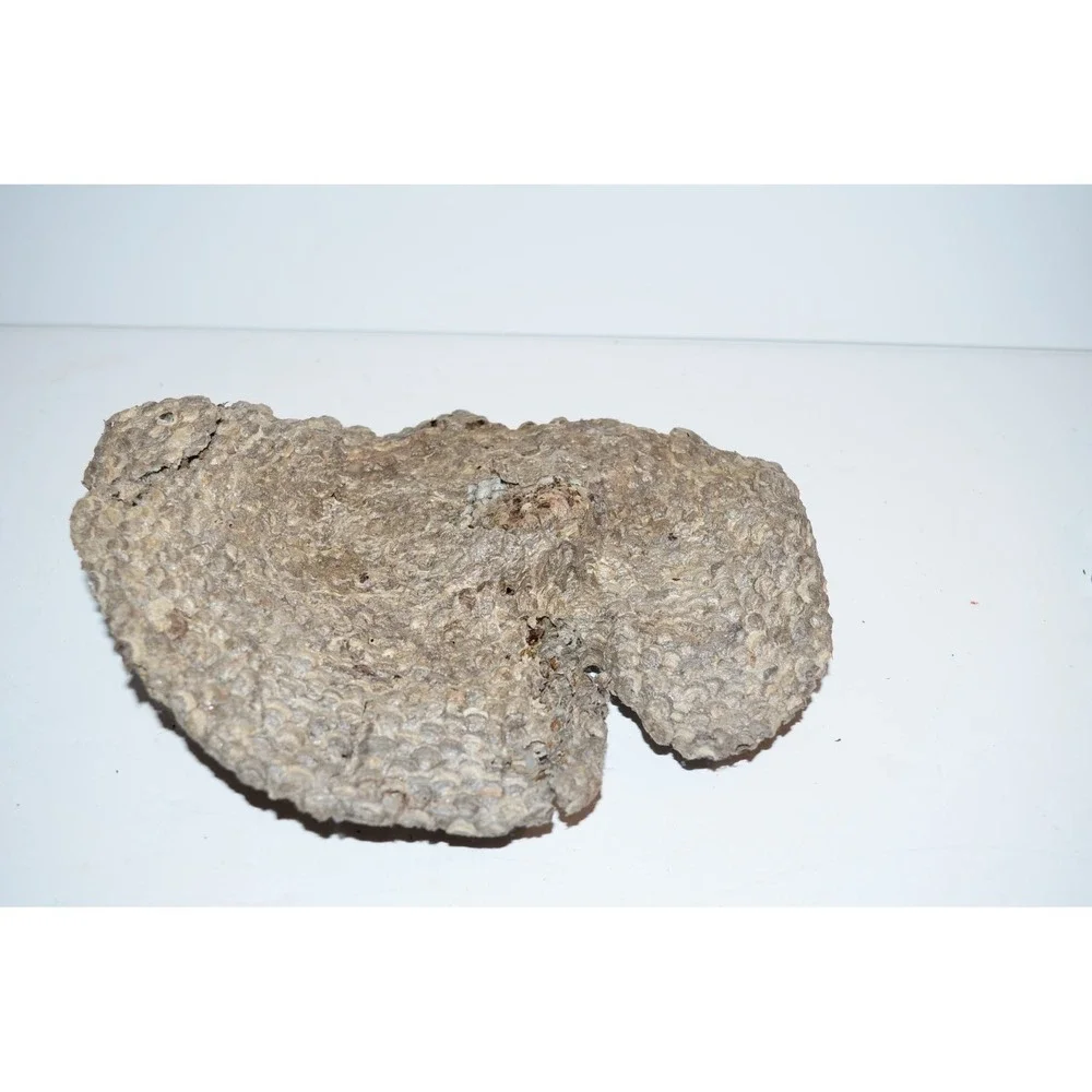 Real Natural Bees Wasp Nest Comb Hornet 8